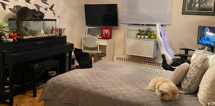 Bedroom Reset &middot; Standard Clean after
